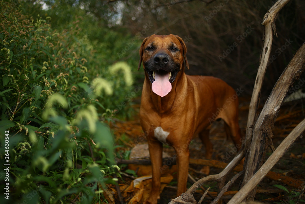 Front view at a rhodesian ridgeback for a walk outdoors on a field