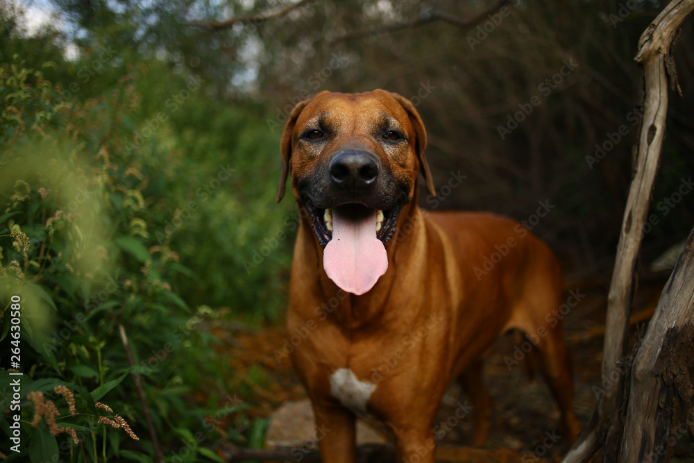 Front view at a rhodesian ridgeback for a walk outdoors on a field