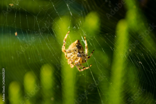 Araneus angulatus Spider on web