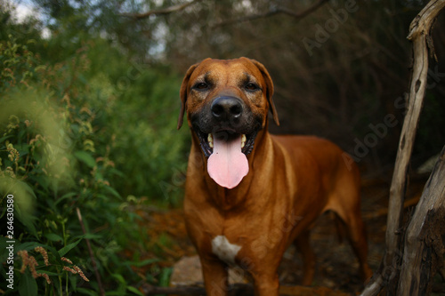 Front view at a rhodesian ridgeback for a walk outdoors on a field