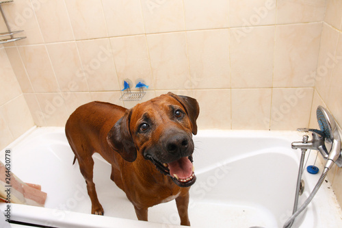 Bathing of the funny dark brown labrador breed dog. Dog taking a bubble bath. Grooming dog. © Alexandr