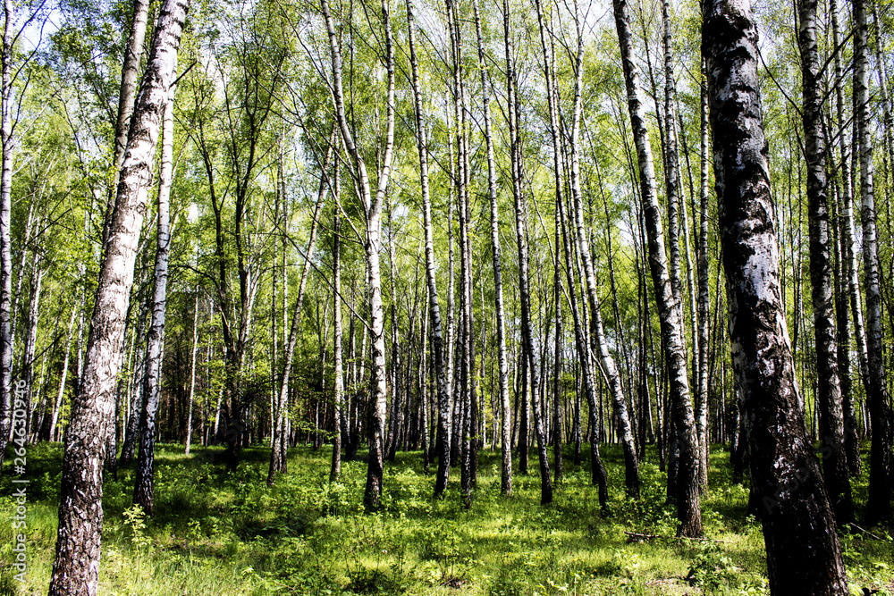 Obraz premium Derka, nature, landscape, birch, grass