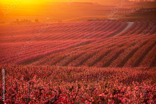 Aitona landscape at sunset. Amazing view of a large fields of peach trees in bloom at sunset. Pink flowers. Natural background. Hanami