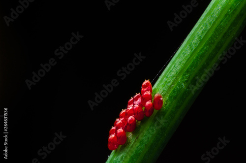 close up of some red bug's eggs on a grass blade with a black background