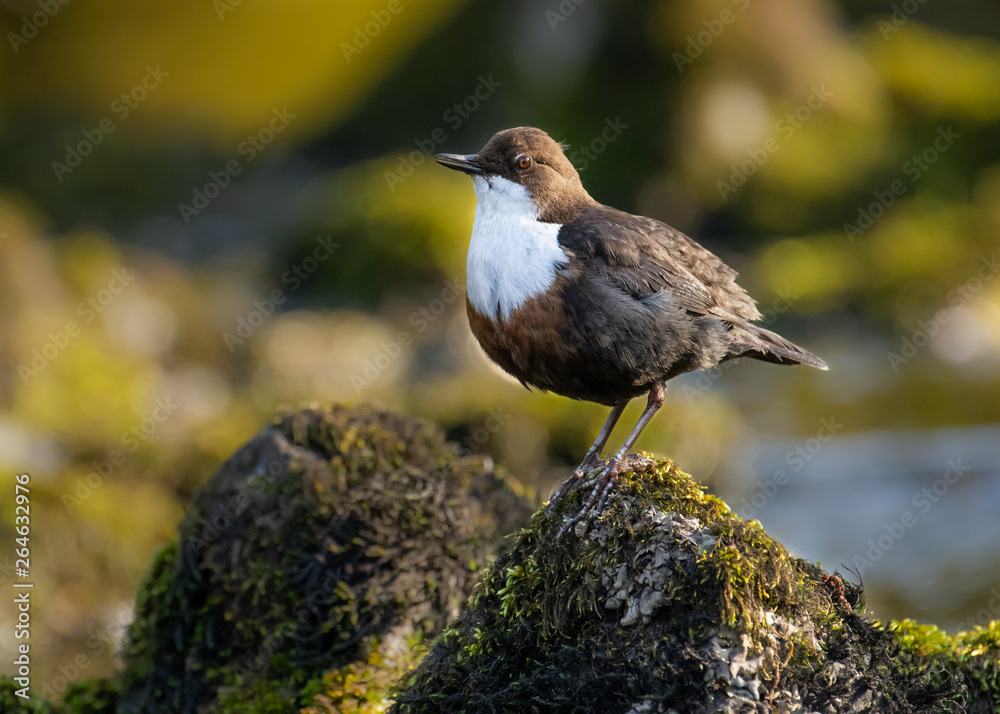 Dipper (Cinclus cinclus) Dipper (Cinclus cinclus)