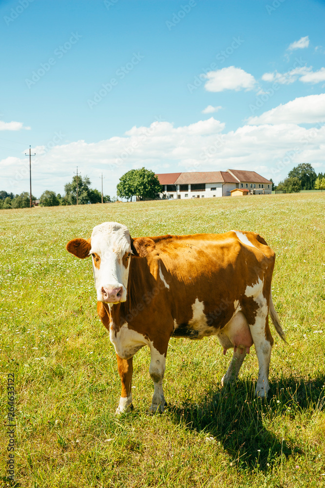 Austria, Upper Austria, Muehlviertel, portrait of cow on a pasture Austria, Upper Austria, Muehlviertel, portrait of cow on a pasture