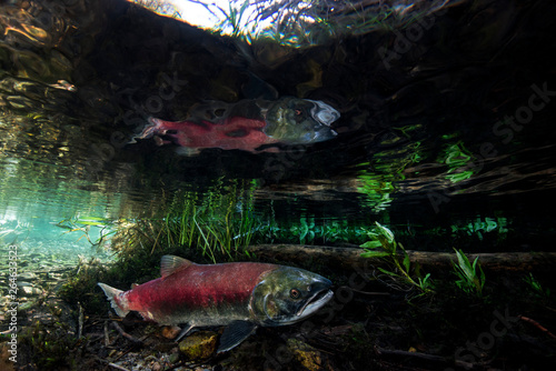 California, British Columbia, Adams River, Sockeye salmon, Oncorhynchus nerka photo