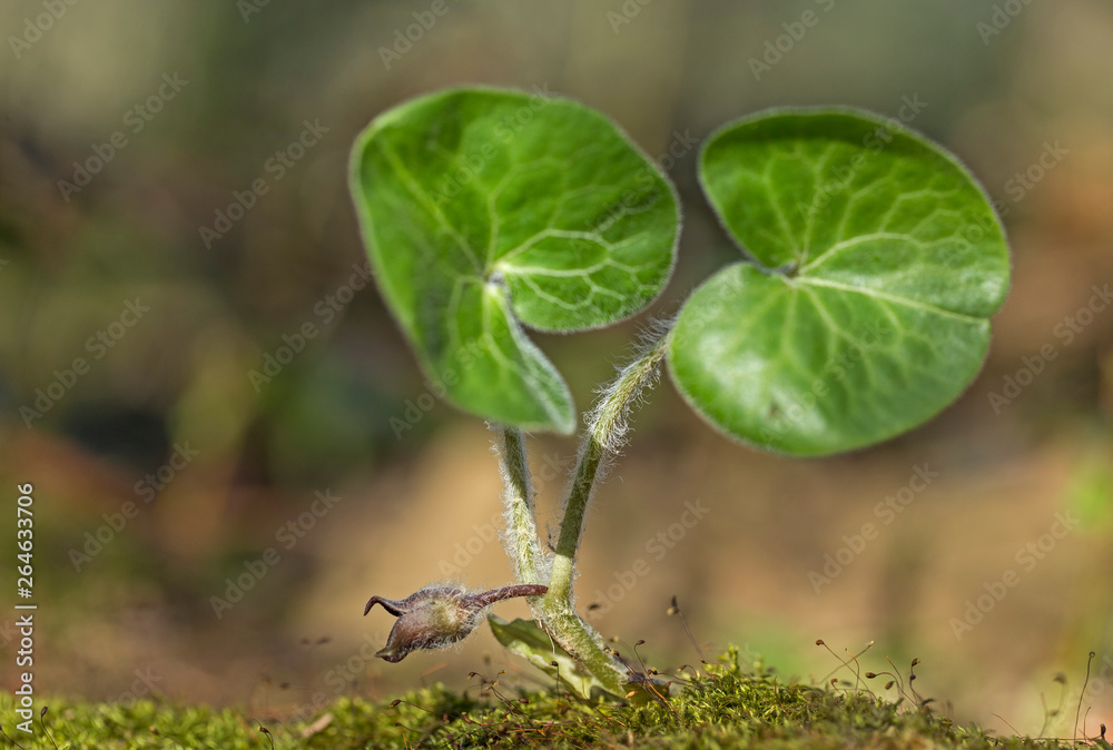 Obraz premium Forest plant European wild ginger (Asarum europaeum L.) in spring during flowering. European wild ginger (Asarum europaeum L.) with flowers, selective focus