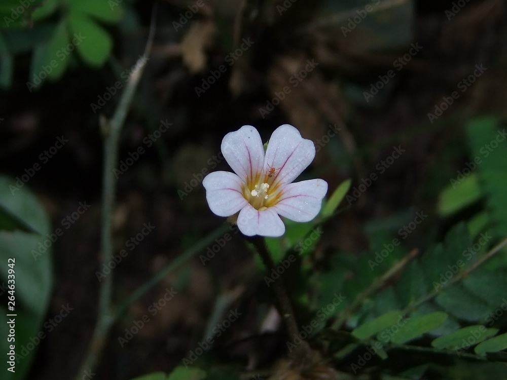 Primer plano de la flor de Biophytum, una planta silvestre que es familia de los tréboles Primer plano de la flor de Biophytum, una planta silvestre que es familia de los tréboles