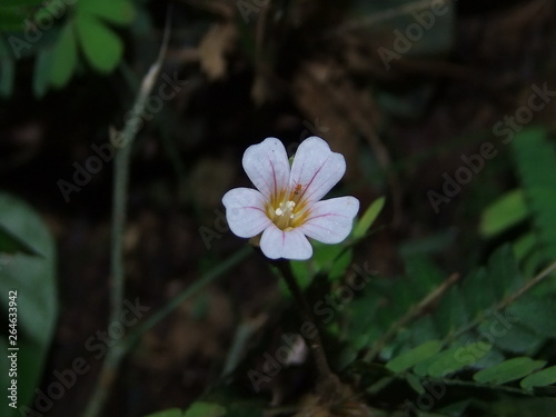 Primer plano de la flor de Biophytum  una planta silvestre que es familia de los tr  boles