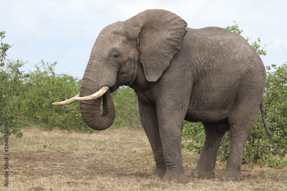 Obraz premium Afrikanischer Elefant / African elephant / Loxodonta africana