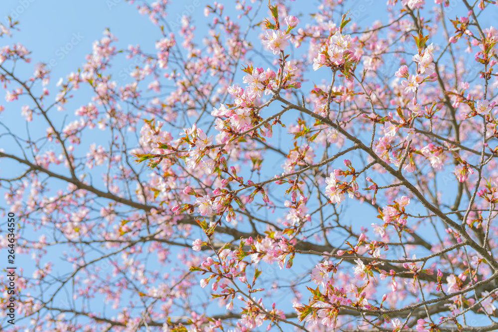 Spring flowering of sakura. Background for a festive wedding greeting card and wedding invitation. Spring flowering of sakura. Background for a festive wedding greeting card and wedding invitation.