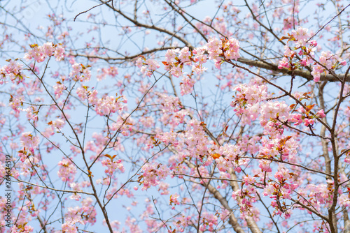 Spring flowering of sakura. Background for a festive wedding greeting card and wedding invitation.