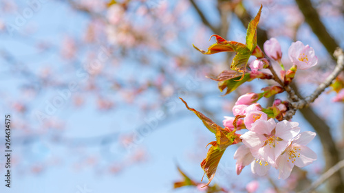 Spring flowering of sakura. Background for a festive wedding greeting card and wedding invitation. © sandipruel