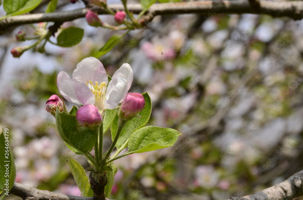 Obraz premium flowers of a tree