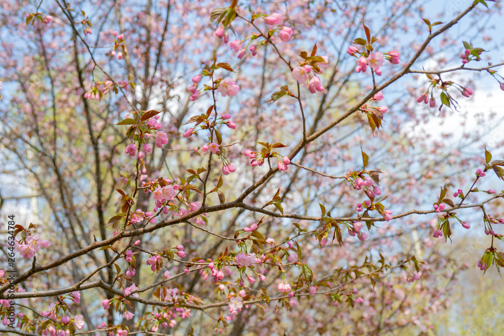 Spring flowering of sakura. Background for a festive wedding greeting card and wedding invitation. Spring flowering of sakura. Background for a festive wedding greeting card and wedding invitation.