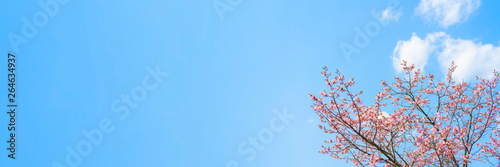 Spring flowering of sakura. Background for a festive wedding greeting card and wedding invitation.