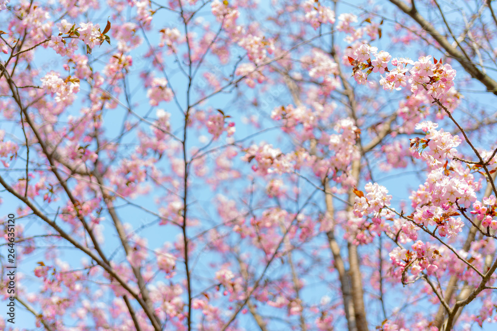 Spring flowering of sakura. Background for a festive wedding greeting card and wedding invitation. Spring flowering of sakura. Background for a festive wedding greeting card and wedding invitation.