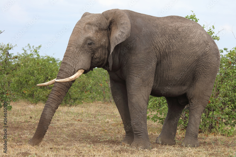 Obraz premium Afrikanischer Elefant / African elephant / Loxodonta africana