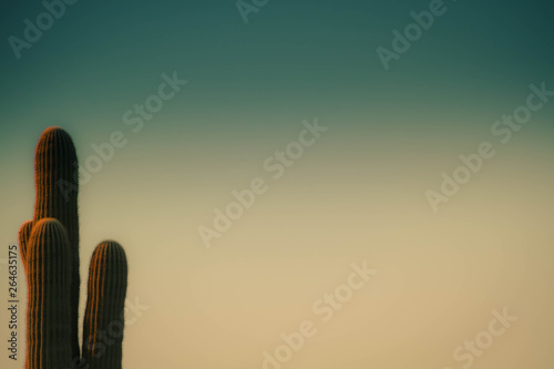 Fototapeta Naklejka Na Ścianę i Meble -  A saguaro cactus with a blurred colorful sky background suitable as copy space.