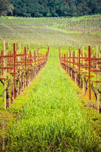 A vineyard in a mountains area. The foreground focuses on the grape vines themselves with mountains in the background.