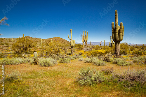 The landscape of the Sonoran Desert in full sunlight.  This image has an exceptional amount of lush green vegetation and clear blue skies as well as several saguaro cacti and palo verde trees. photo