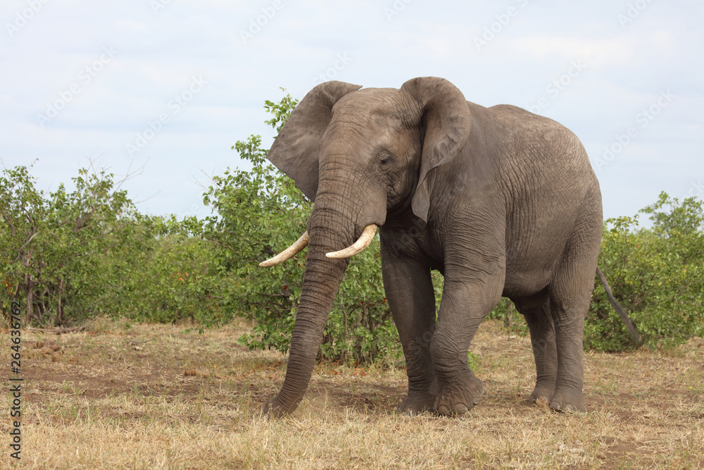 Obraz premium Afrikanischer Elefant / African elephant / Loxodonta africana