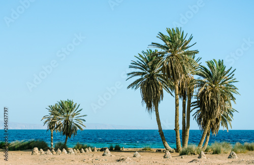 tall green palm trees on the shores of the Red Sea in Egypt Dahab