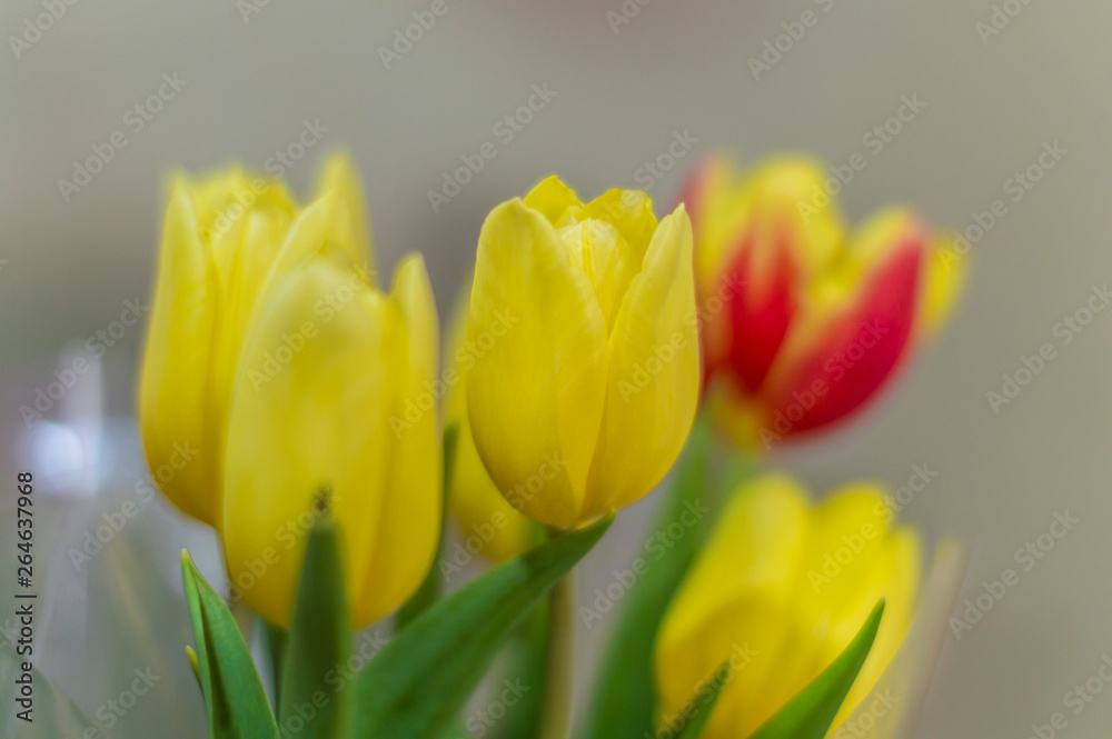 Fototapeta premium Flores y follajes 