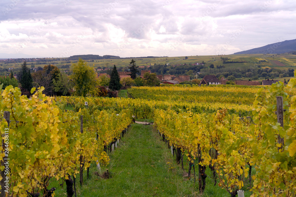 Alsace vineyard in autumn in france with raws of vines