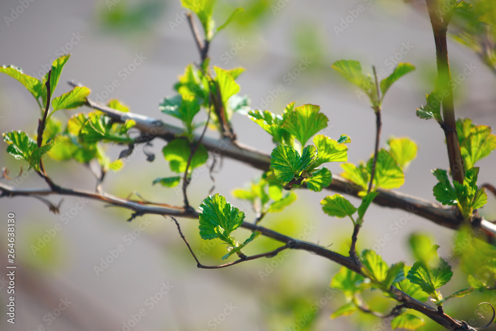 The branches with young leaves in spring The branches with young leaves in spring