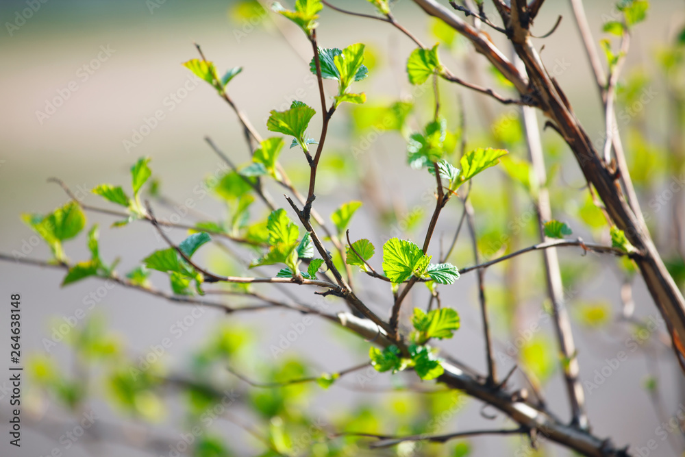 The branches with young leaves in spring The branches with young leaves in spring