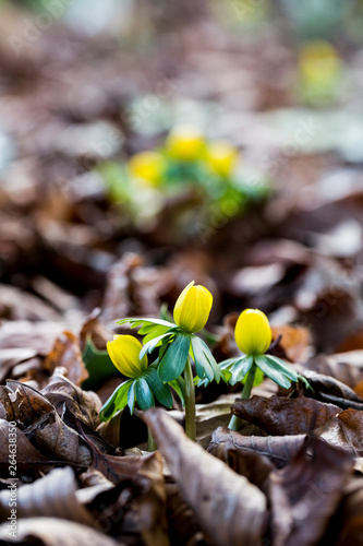 A garden in winter, small yellow aconites flowering in the bark and fallen leaves,Amersham photo