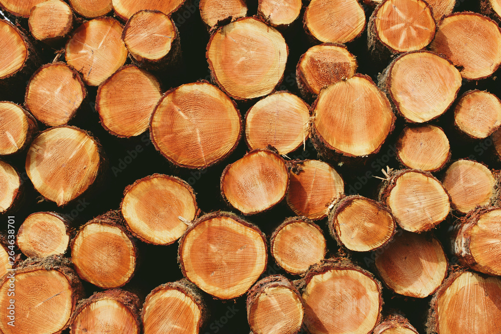 Stacked logs, freshly logged spruce, hemlock and fir trees,Pacific County Stacked logs, freshly logged spruce, hemlock and fir trees,Pacific County
