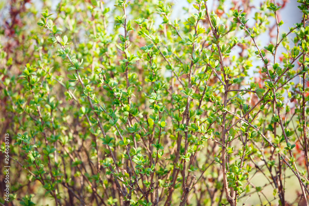 The branches of bush with young leaves The branches of bush with young leaves