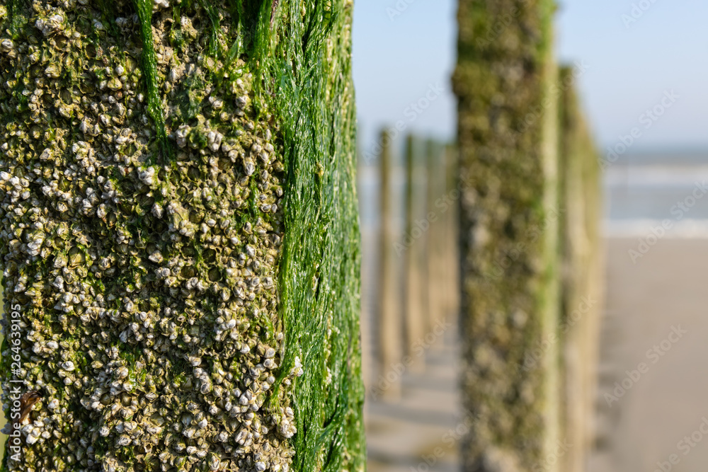 Obraz premium Sea and seafood concept: close-up of poles with young mussels on a mussel farm at the North Sea.