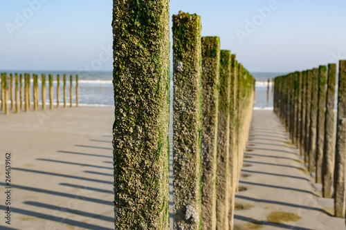 Sea and seafood concept:  long row of poles for mussel farms on the beach of the North Sea. photo