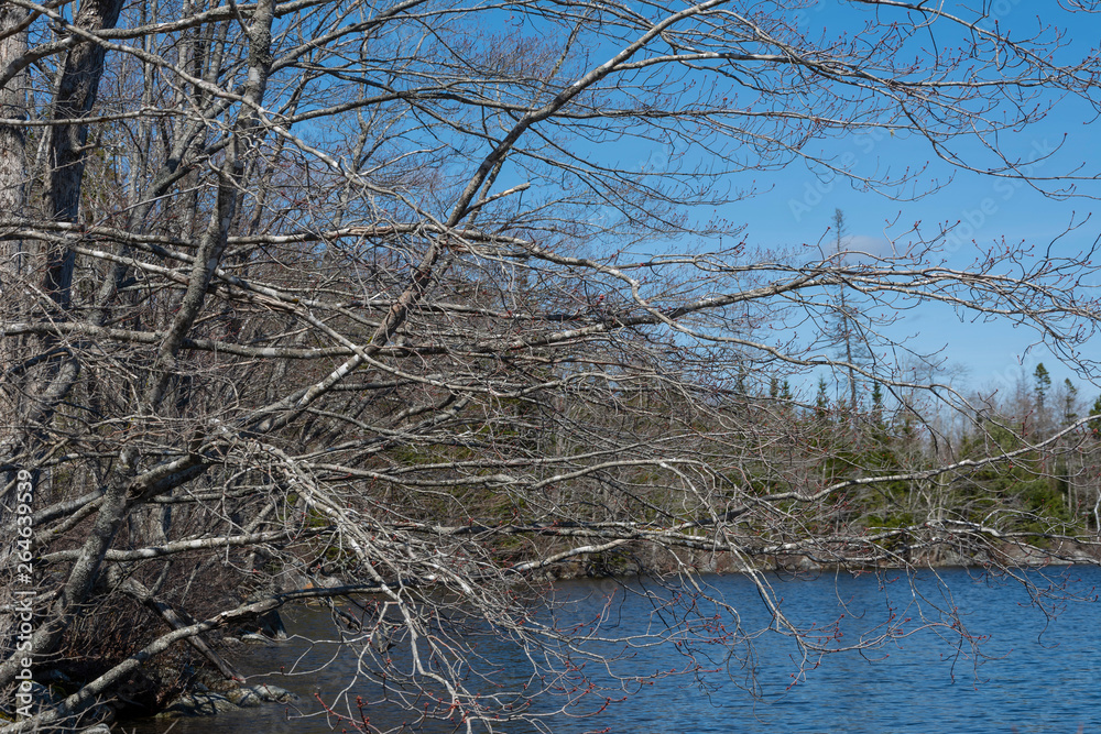 Obraz premium Spring along Lake shore