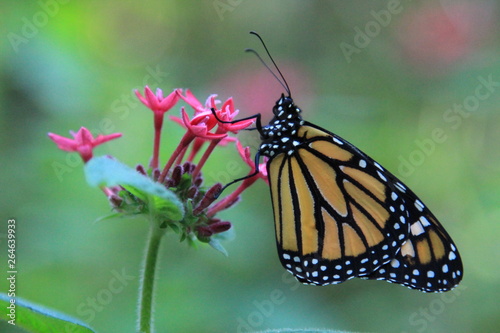 Monarchfalter auf Blume © Annette