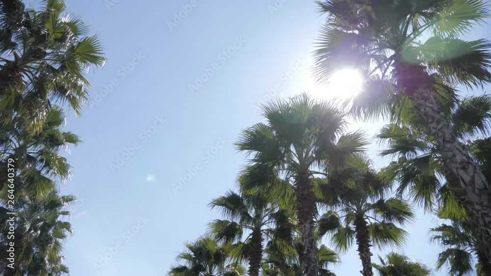 California palm trees in street. Travel, summer, vacation and tropical beach concept. California palm trees in street. Travel, summer, vacation and tropical beach concept.