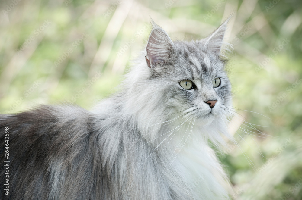 Maine-Coon Maine-Coon