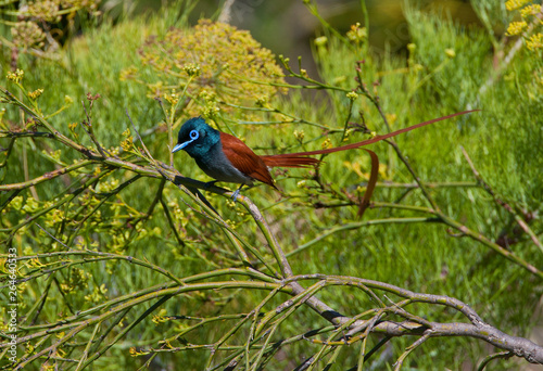 Male African Paradise-Flycatcher (Terpsiphone viridis) with long tail perched in a green bush. Perched in a green natural bush as background.