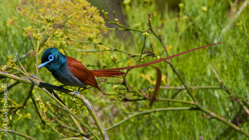 Male African Paradise-Flycatcher (Terpsiphone viridis) with long tail perched in a green bush. © AGAMI