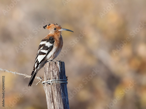 African Hoopoe (Upupa africana) perched on a pole of a fence in South Africa.