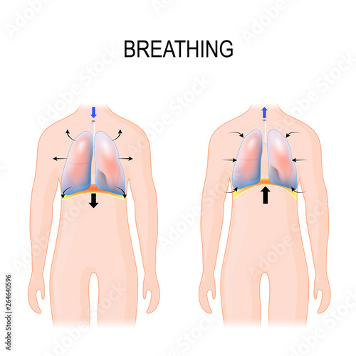 Breathing. Movement of ribcage during inspiration and expiration. diaphragm functions.