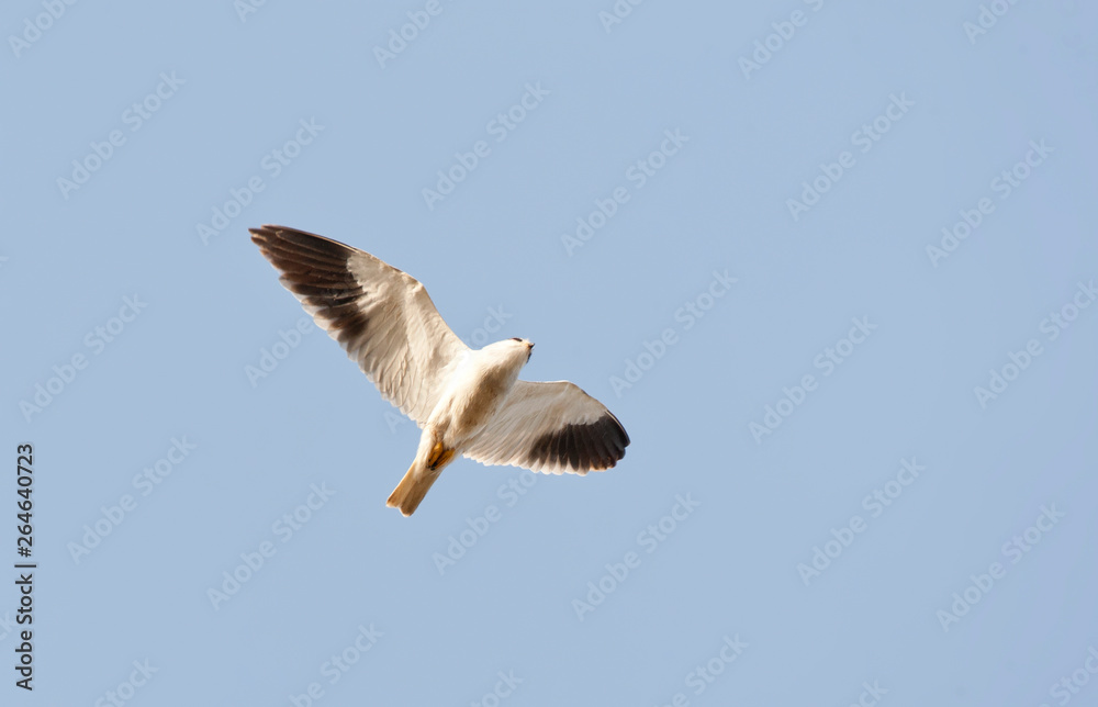 Obraz premium Black-winged Kite (Elanus caeruleus) in flight seen from below in the Gambia.