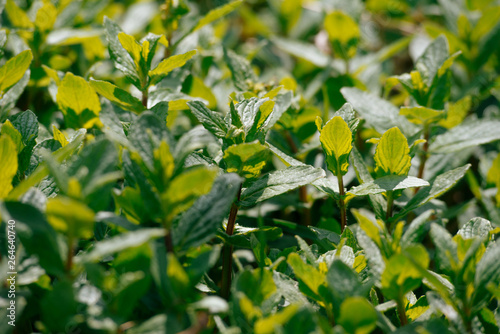 Fresh mint garden in the sunlight. Close up photo.