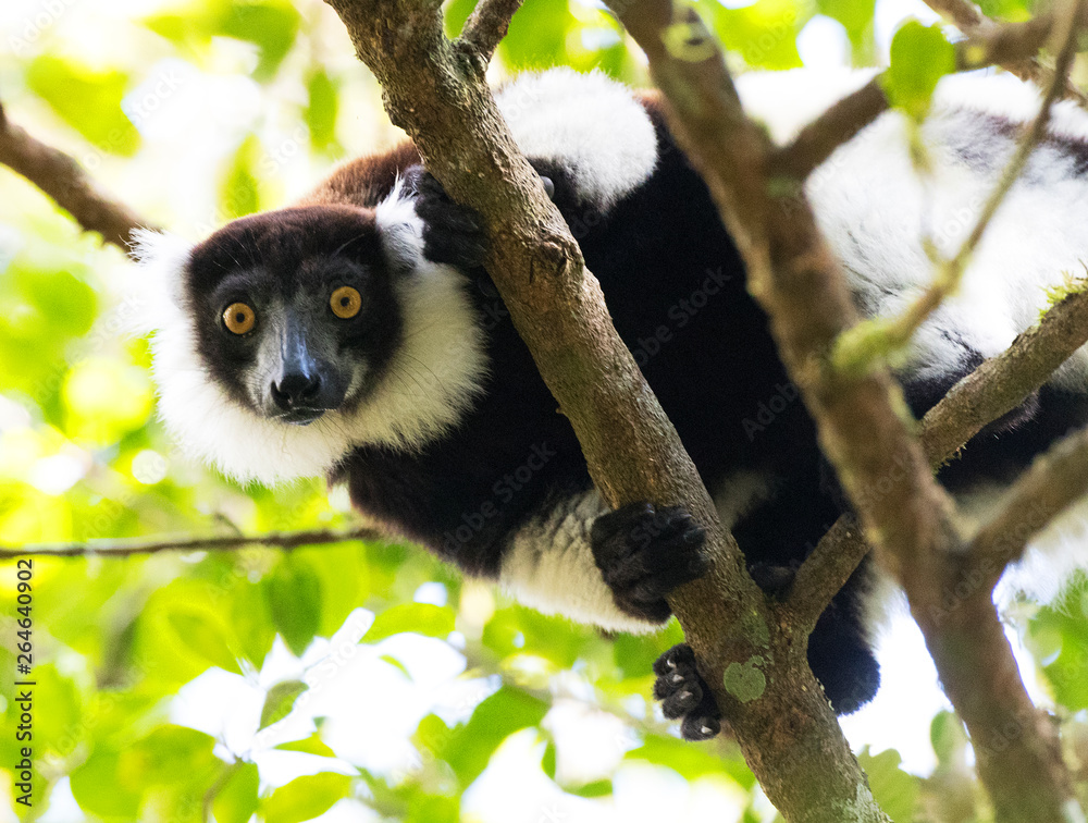 Obraz premium Black-and-white ruffed Lemur (Varecia variegata) in Madagascar tropical forest. Looking down.