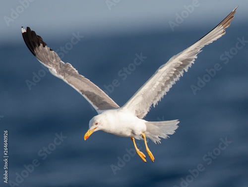 Yellow-legged Gull  Larus michahellis michahellis  foraging at sea in Madeira. Worn adult bird hanging in mid-air above the Atlantic ocean.