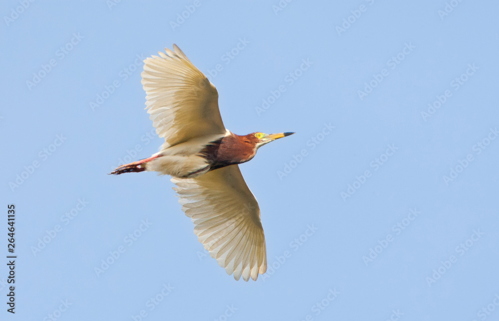 Obraz premium Adult Chinese Pond Heron (Ardeola bacchus) in flight, seen from below.